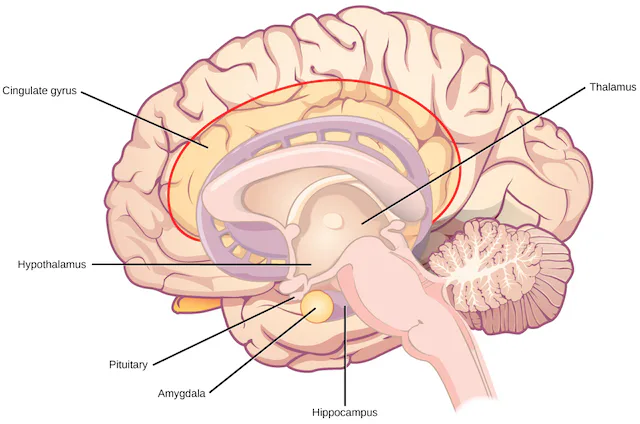 How Do You Calm Yourself Down From a Panic Attack? Science Explains