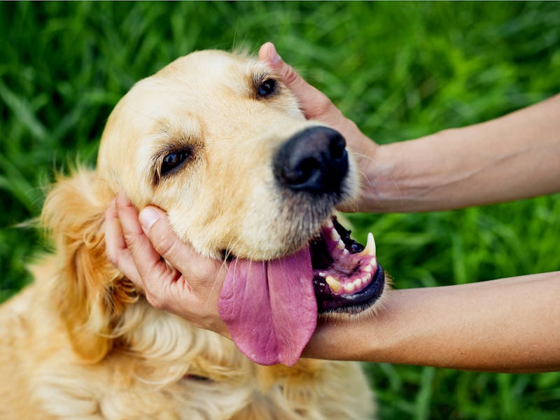 An owner holding hands around his retriever's neck 