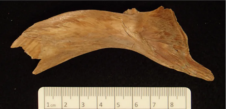 Leftover Viking Lunch Reveals Origin of Global Frozen Fish Trade