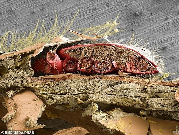 Scanning electron microscope images of the wounds left by the Varroa destructor mites show clear evi...