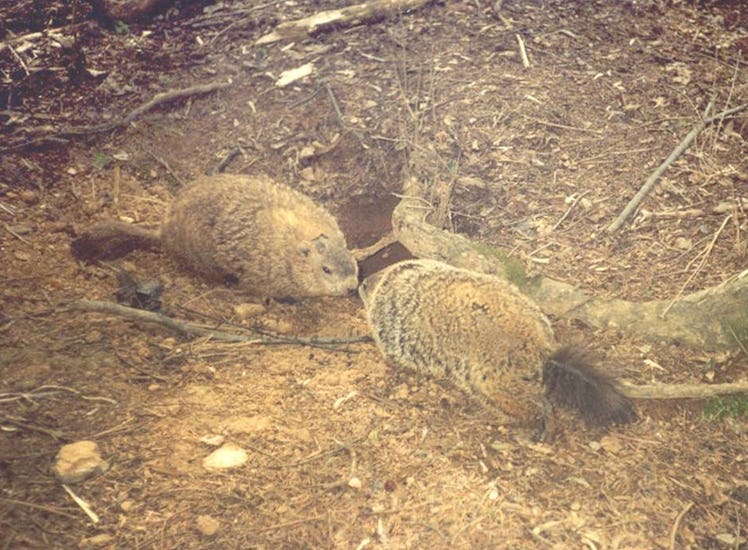 male female groundhogs meeting