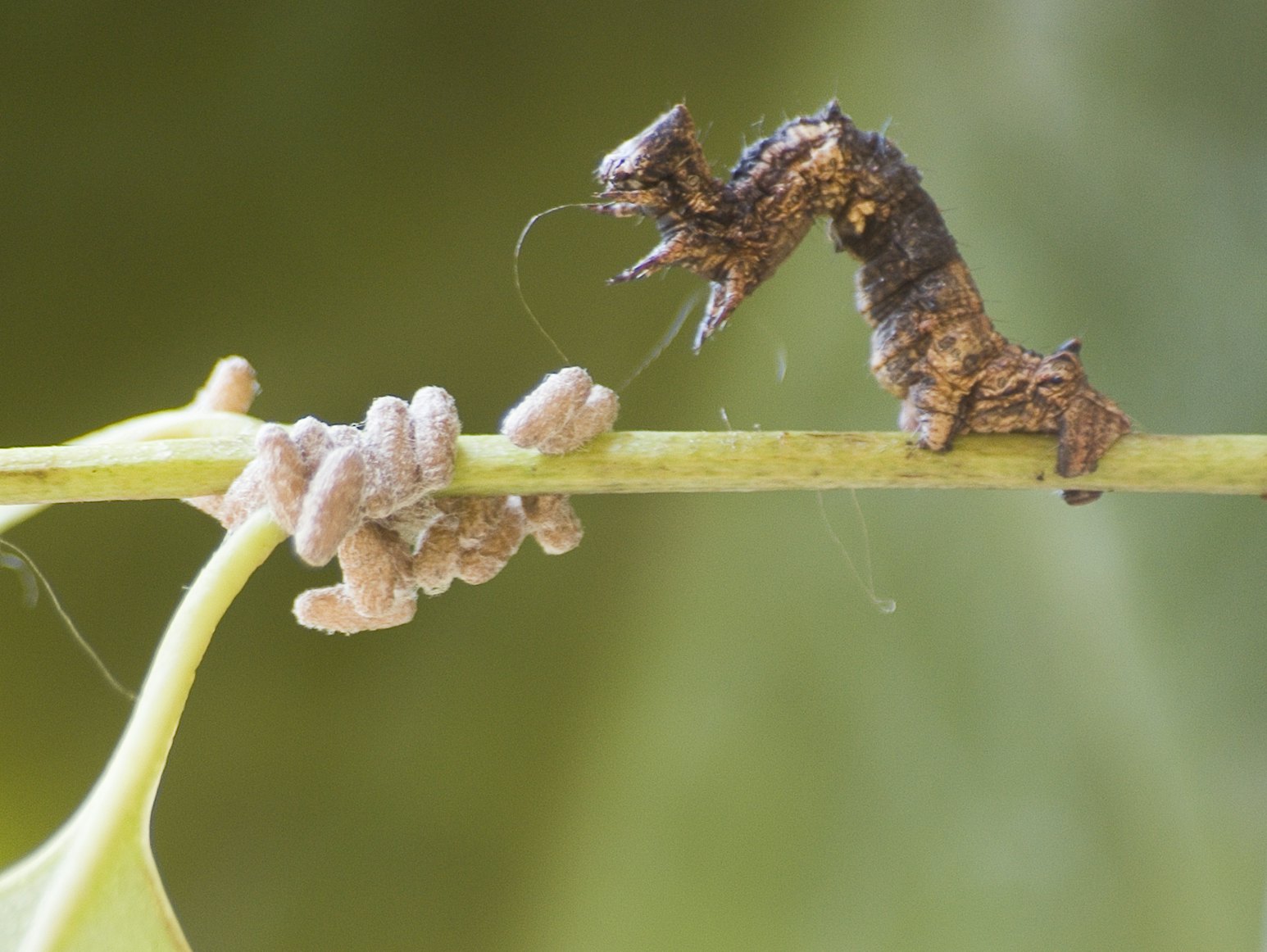 Where Do Maggots Come From & How To Get Rid Of Them