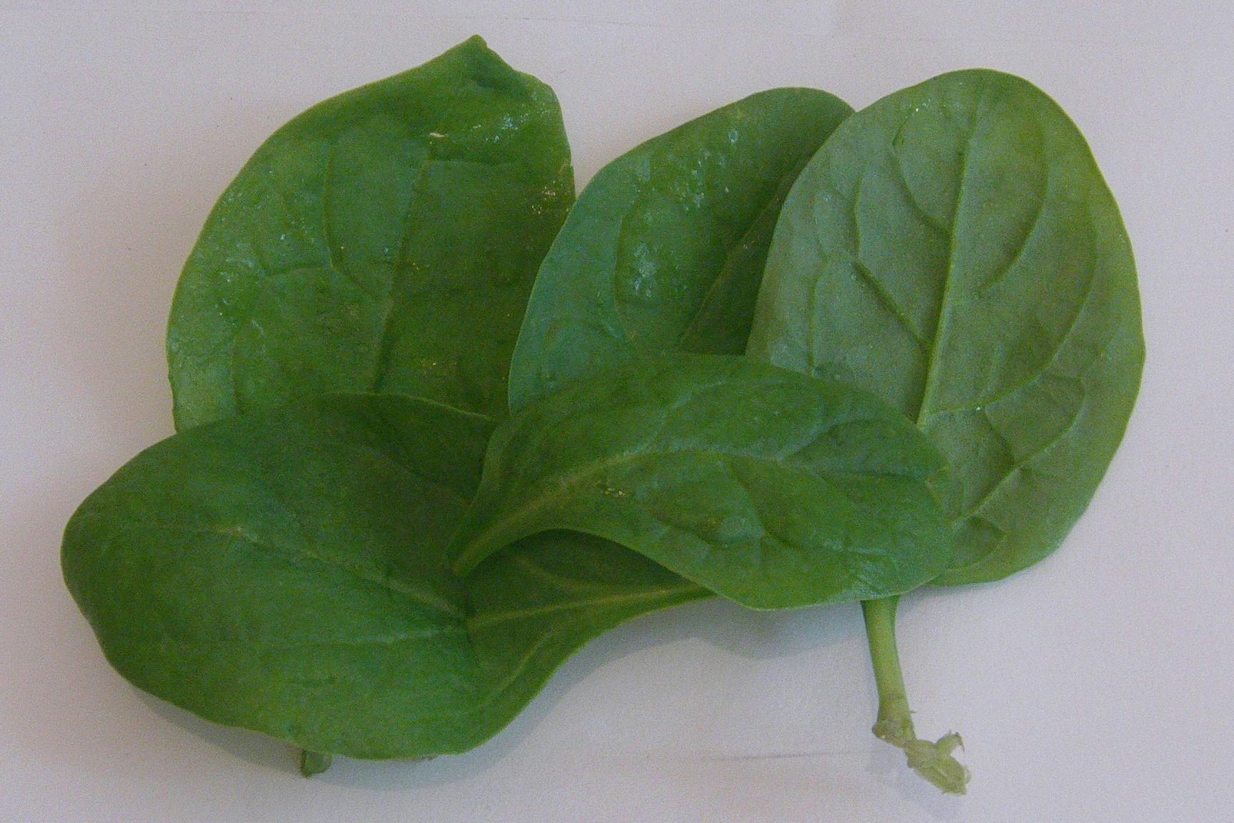 Why Scientists Used Spinach to Grow Human Heart Tissue