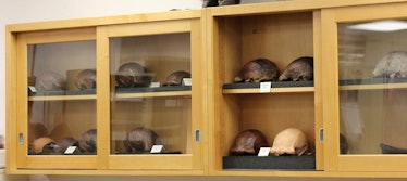 Detailed casts of the 12 skulls found at Ngandong.