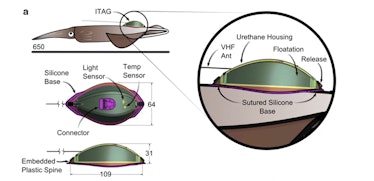 A figure shows how to fit a fitness tracker to a squid.