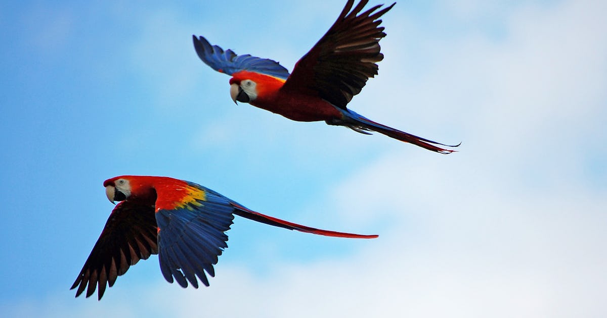 How Do Birds See Where They're Going? Biology Explains