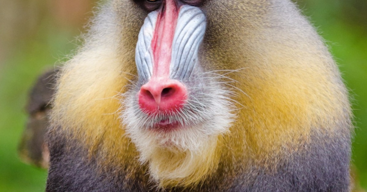 Primates Face a Sexual Trade-Off: Looking Good or Having Large Testicles