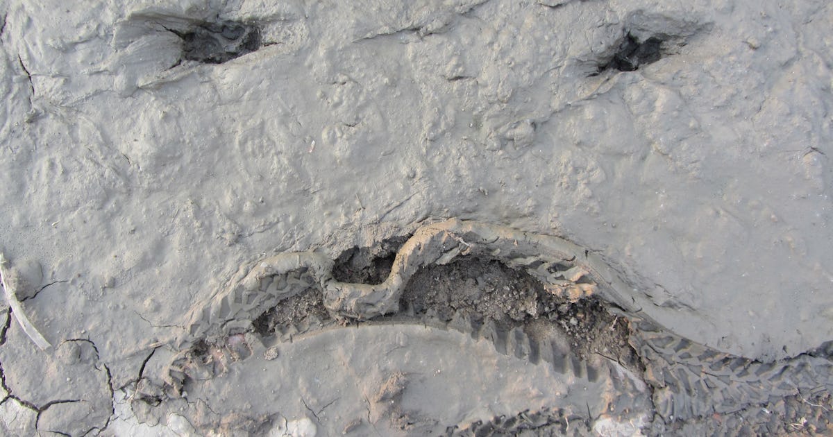 Pareidolia: The Evolutionary Reason We See Faces in Everyday Objects