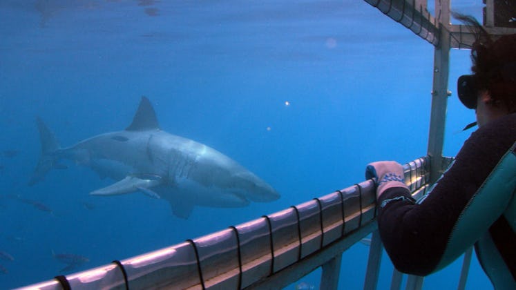 Toby Daly-Engel stares down an adult great white shark before collecting a DNA sample from it.
