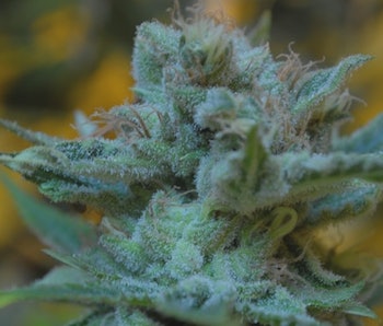 Best of Cannabis and sperm sperm Cannabis and