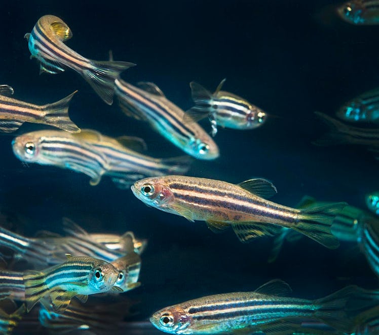 zebrafish 