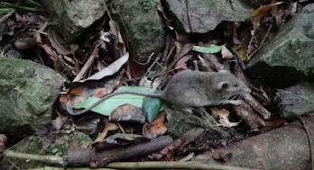 Worm Eating Mice Display Unique Evolutionary Trend In The Philippines Worm Eating Mice Display Unique Evolutionary Trend In The Philippines