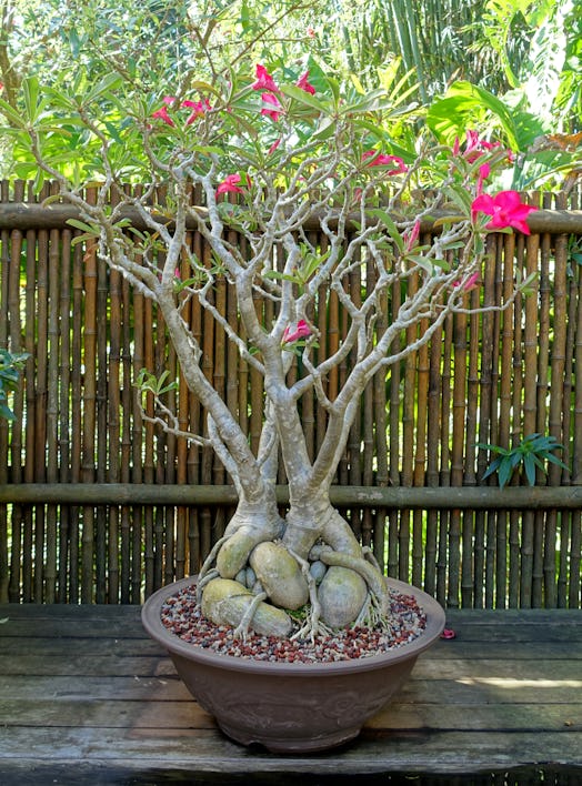 Adenium obesum - Marie Selby Botanical Gardens - Sarasota, Florida - DSC01083