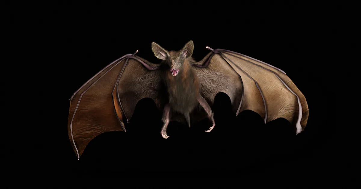 Meet friendly vampire bats: They drink blood, cuddle, and groom fellow bats