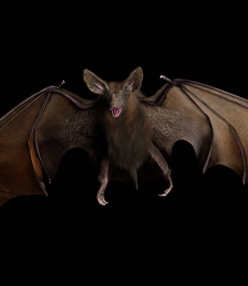 Meet friendly vampire bats: They drink blood, cuddle, and groom fellow bats