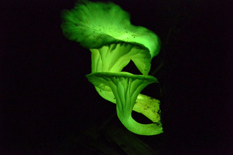 bioluminescent mushroom