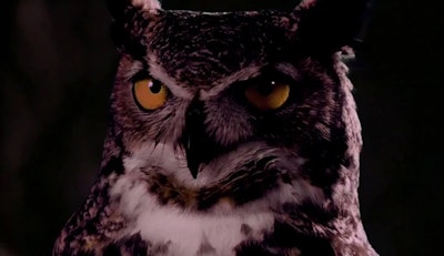 Why Are Owls So Scary? A Folklore Historian Explains the Ancient Reasons