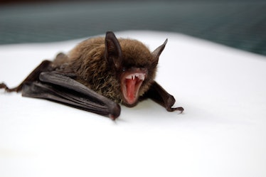 Bats may seem like little flying kittens, but they're wild animals who can carry diseases like rabie...