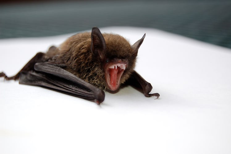 Bats may seem like little flying kittens, but they're wild animals who can carry diseases like rabie...