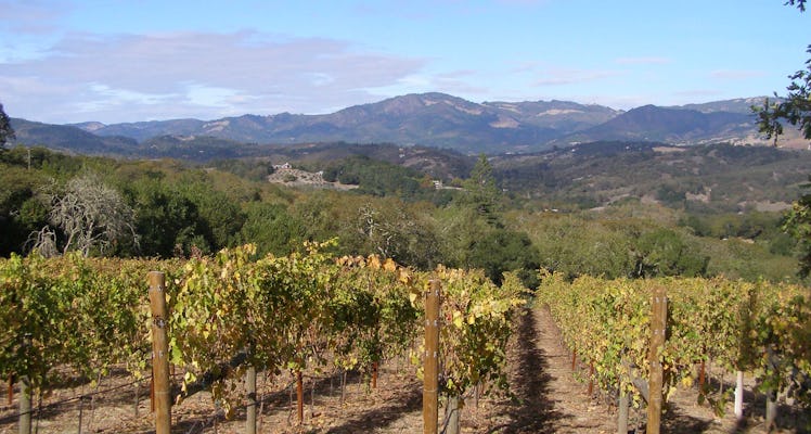 sonoma vineyard grapes