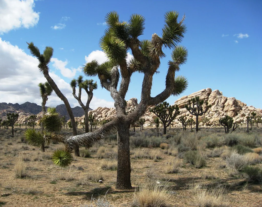 Joshua Tree: Climate Change Could Cause Plant to Nearly Disappear by 2070