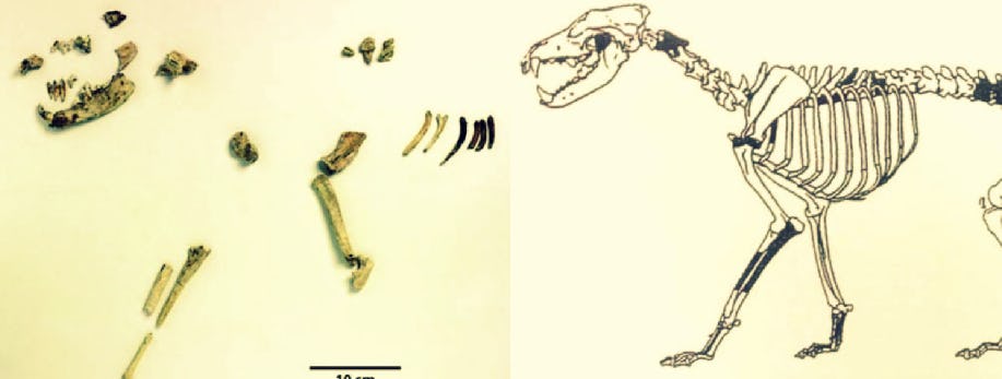 Dog Fossils Reveal Long, Deep Relationship Between Humans And Canines