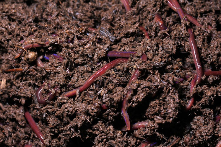 worms in soil