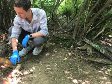 University of Tennessee soil scientist Jennifer DeBruyn examines fungus on a corpse at the body farm...