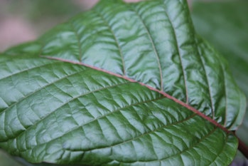 Green Kratom Leaf
