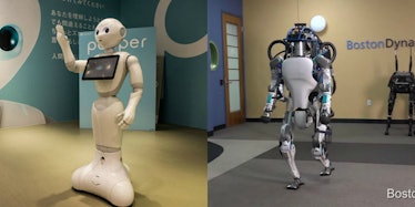 Pepper Atlas robots