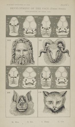 Face development of man and other animals, by Haeckel