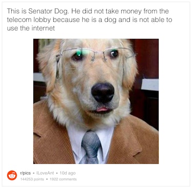 Senator Dog.