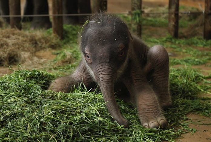 The De-Extinction of Woolly Mammoths Would Be a Big Steppe Toward