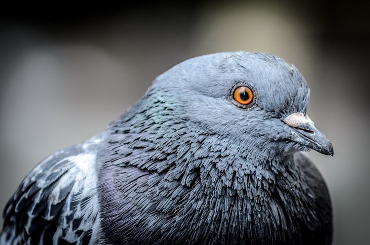 Pigeon