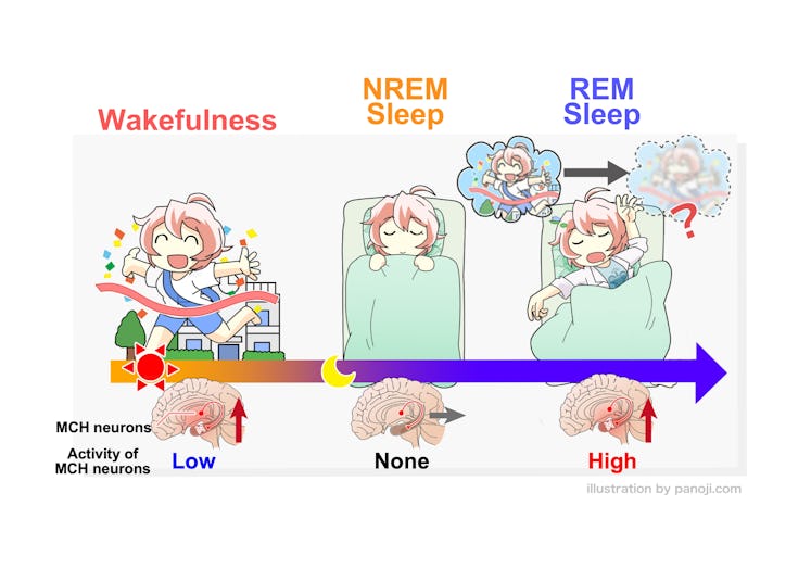 Melanin-concentrating hormone (MCH)-producing neurons are somewhat active during wakefulness, inacti...