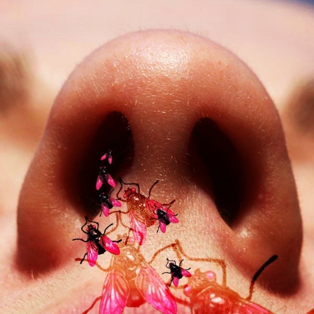 What Actually Happens When A Bug Flies In Your Nose?