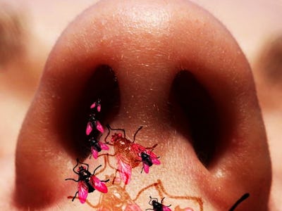 scientists explain what actually happens when a fly goes up your nose What If a Ant Goes in Your Nose