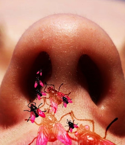 What Actually Happens When a Bug Flies In Your Nose?