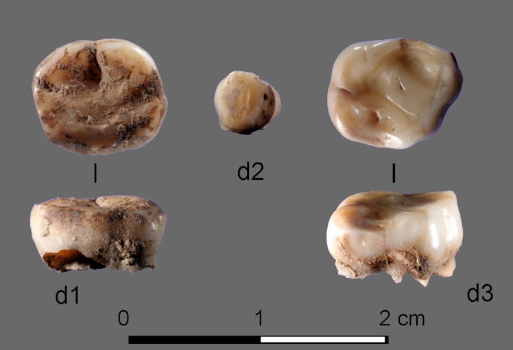 teeth yana rhinoceros horn site