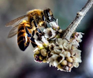 Honey Bee In The Backyard.