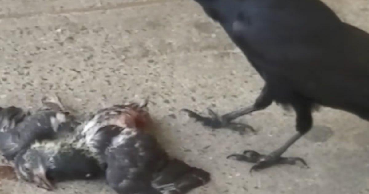 Bird Expert That Pigeon Murdering Nyc Crow Isn T What You Think Bird Expert That Pigeon Murdering Nyc Crow Isn T What You Think