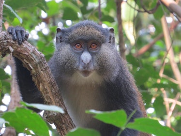 guenon monkey hybrid