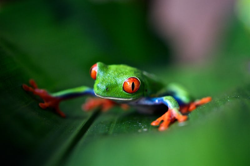 A small green frog with orange eyes in the Peruvian Amazon