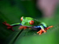 A small green frog with orange eyes in the Peruvian Amazon