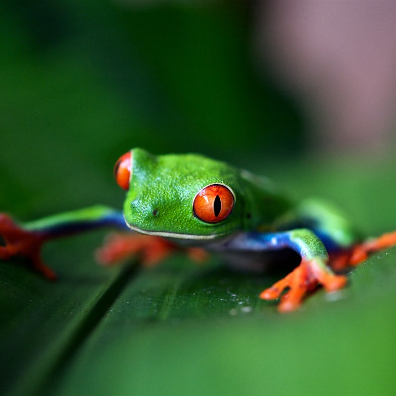 A small green frog with orange eyes in the Peruvian Amazon