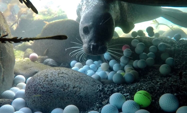 A harbor seal investigates a member of the golf ball recovery team.