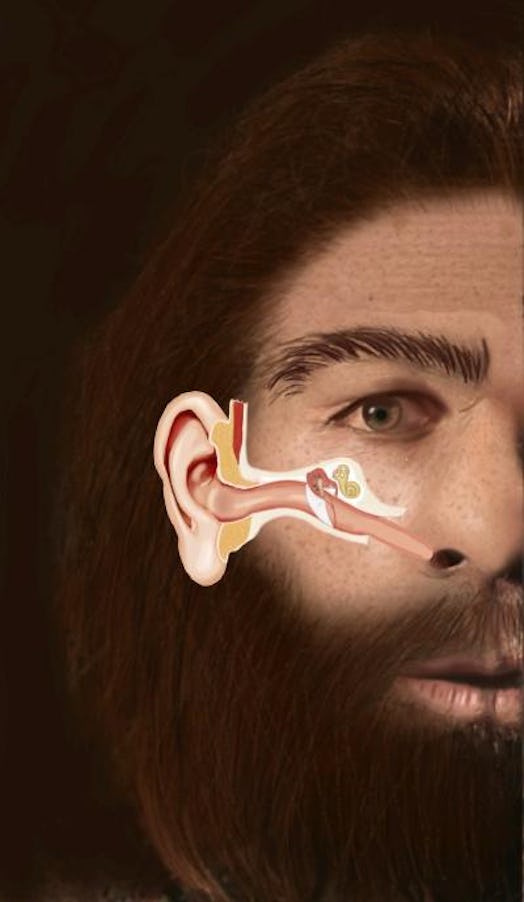 This illustration shows the structure of the Eustachian tube in a Neanderthal man and its similarity...