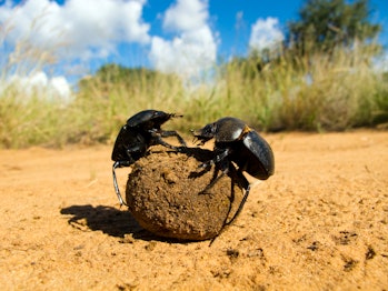 Fighting dung beetles