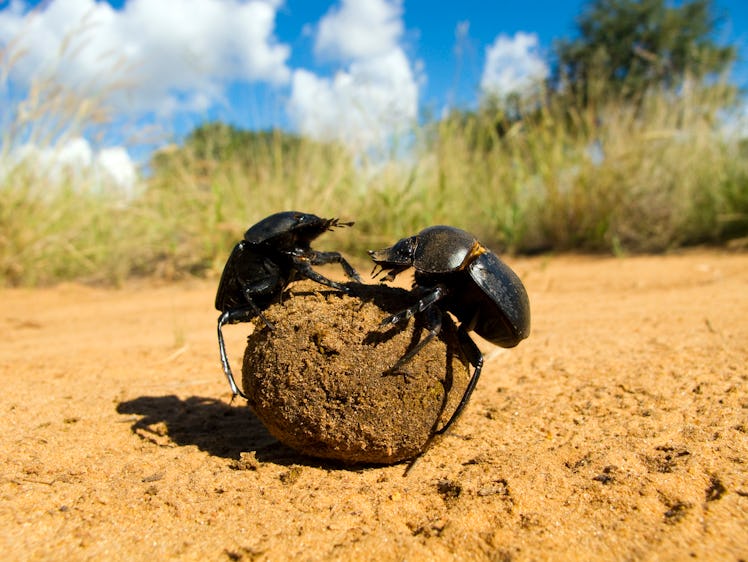 Fighting dung beetles
