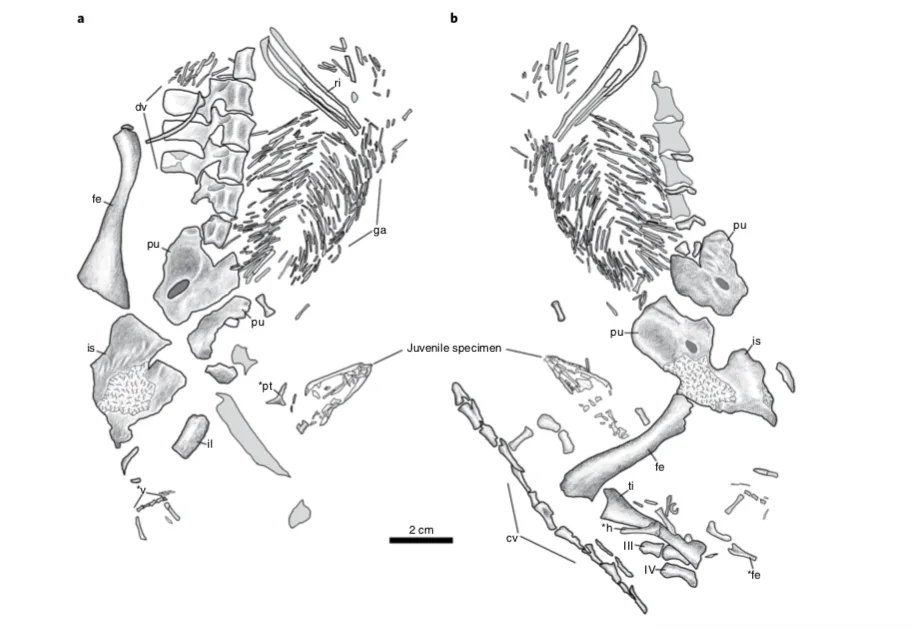 Ancient lizard dad bones reveal earliest example of good parenting